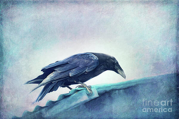 Wall Art - Photograph - Mr. Bluebird by Priska Wettstein
