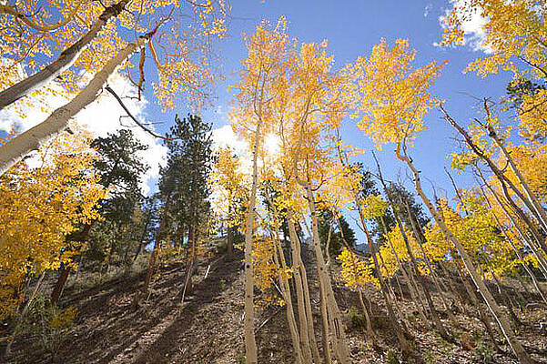 Mt.C in fall by David Sidle