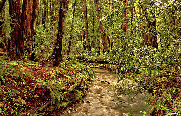Muir Creek, Muir Woods by Josephine Buschman Muir Creek, Muir Woods by Josephine Buschman