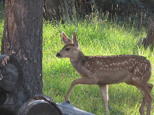 Mule Deer Fawn by Judith Lauter Mule Deer Fawn by Judith Lauter