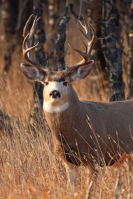 Mule Deer Trophy Buck by Max Allen Mule Deer Trophy Buck by Max Allen
