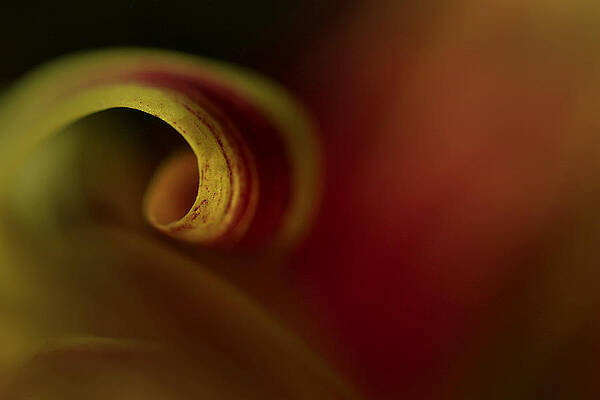 Wall Art - Photograph - Mum Curl Abstract by Bob Cournoyer