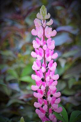 My 1st Pink Lupinne by Lena Hatch My 1st Pink Lupinne by Lena Hatch