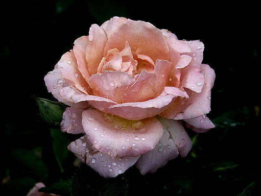 My Rebecca Rose by Tammy Miller