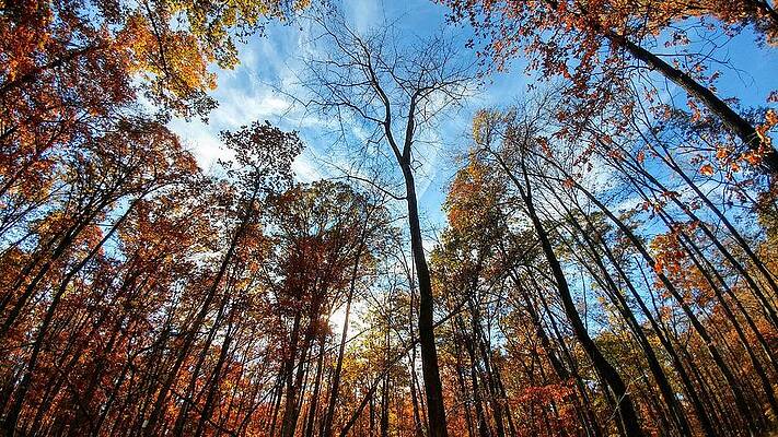  Photograph - Naked in Autumn by Stephen Thomason