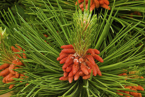 Needles and cone by Hans Franchesco Needles and cone by Hans Franchesco