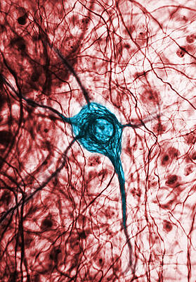 Wall Art - Photograph - Neuron, Tem by Science Source