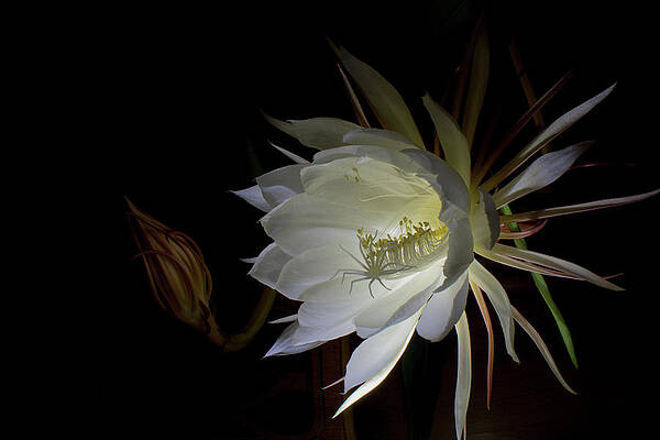 New Life by Dave Hill New Life by Dave Hill