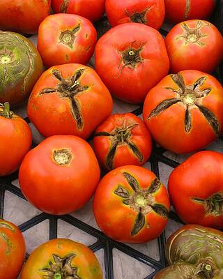 Wall Art - Photograph - New Pond Farm Tomatoes by Polly Castor