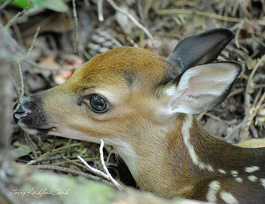 Wall Art - Photograph - Newborn Fawn by Terry Kirkland Cook