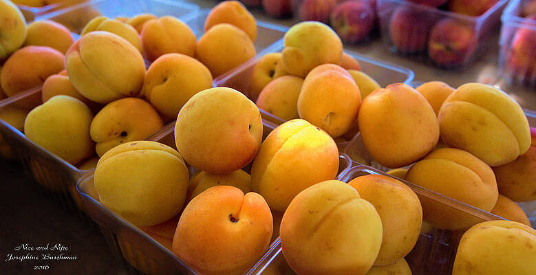 Nice and Ripe Apricots 5108 by Josephine Buschman Nice and Ripe Apricots 5108 by Josephine Buschman