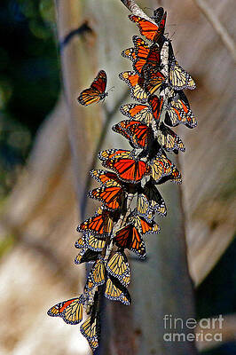 Wall Art - Photograph - No Room For Extras by Craig Corwin