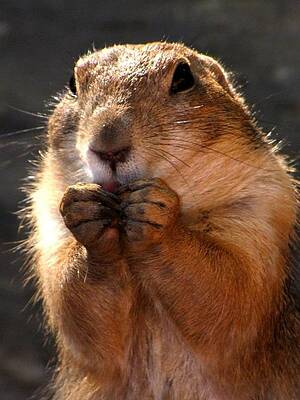 Snacking Prairie Dog by Lori Lafargue Snacking Prairie Dog by Lori Lafargue