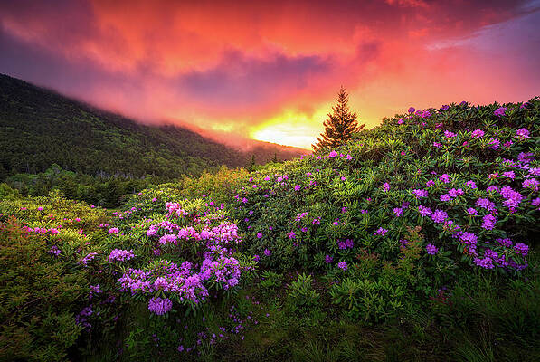 North Carolina Mountains Outdoors Landscape Appalachian Trail Spring Flowers Sunset by Dave Allen North Carolina Mountains Outdoors Landscape Appalachian Trail Spring Flowers Sunset by Dave Allen