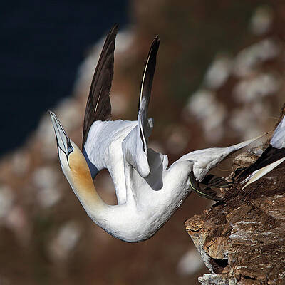 Wall Art - Photograph - Northern Gannet taking off by Maria Gaellman
