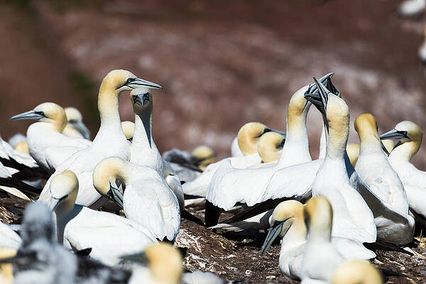 Northern gannets 5 by Andy Fung Northern gannets 5 by Andy Fung