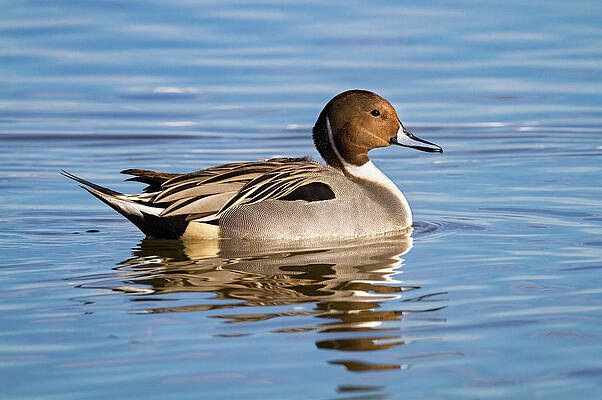 Wall Art - Photograph - Northern Pintail Duck by Mark Miller