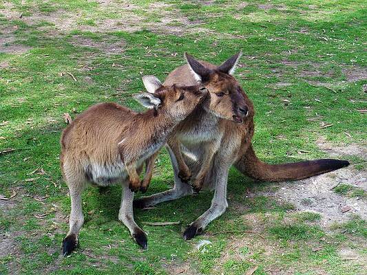 Not Now Skippy by Yolanda Caporn Not Now Skippy by Yolanda Caporn