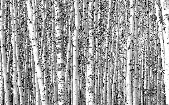 Wall Art - Photograph - Nothing But Aspen by David T Wilkinson