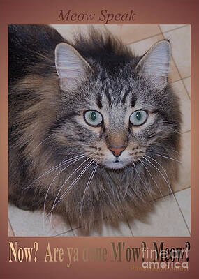 Now? Are you done M ow? Meow? by Marianne NANA Betts Now? Are you done M ow? Meow? by Marianne NANA Betts