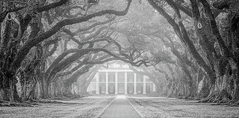 Oak Alley fog by Andy Crawford Oak Alley fog by Andy Crawford