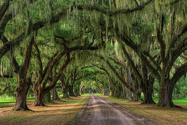 Oak Alley Road by Douglas Berry Oak Alley Road by Douglas Berry