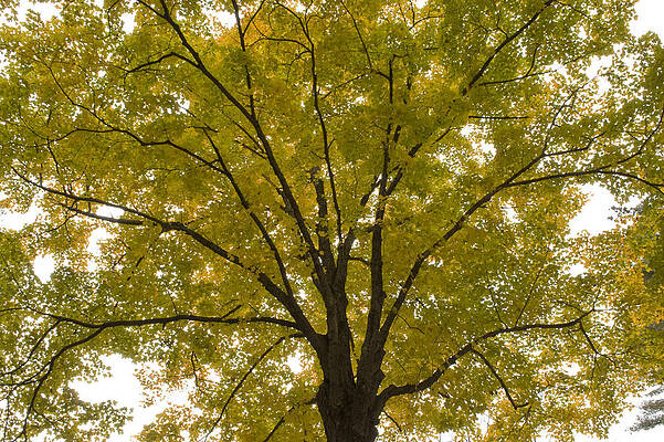 Oak Tree Foliage Explosion by Michael Wall