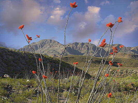 Wall Art - Photograph - Ocotillo Fouquieria Splendens, Big Bend by Tim Fitzharris
