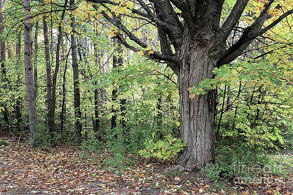 October Trees by Laura Kinker October Trees by Laura Kinker