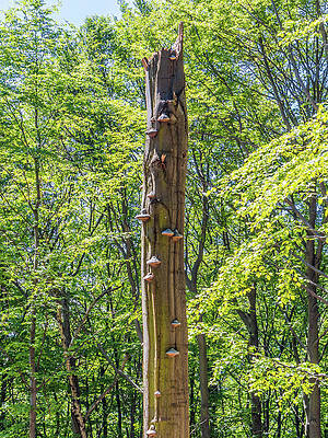 Old broken tree with polypores by Miroslav Nemecek Old broken tree with polypores by Miroslav Nemecek