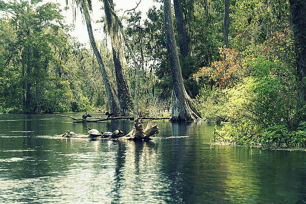 Old Florida by Laurie Perry Old Florida by Laurie Perry