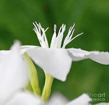 Oleander Ed Barr 2 by Wilhelm Hufnagl Oleander Ed Barr 2 by Wilhelm Hufnagl