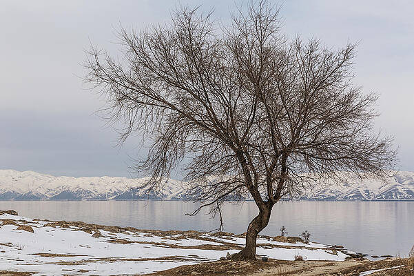 Once Upon a Time There Was a Tree... by Mesrop Msrents