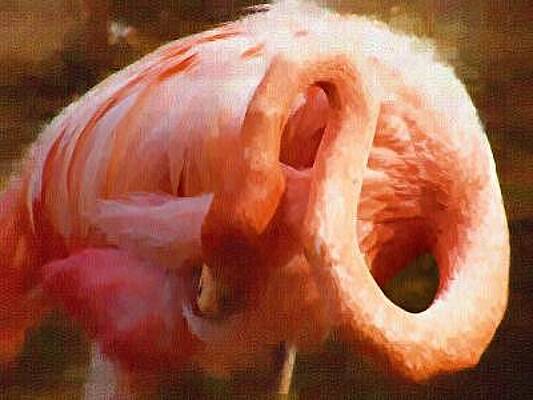 One Flamingo by Billy Shaw