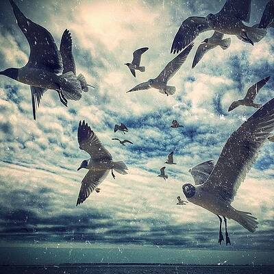 Wall Art - Photograph - One More Edit Of The Birds by Joan McCool