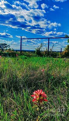  Photograph - One by Tammy Reynolds
