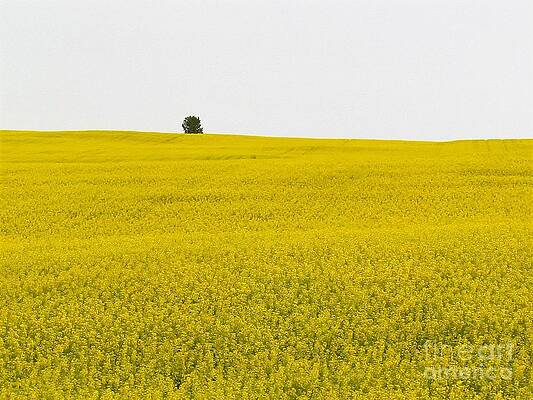 One Tree Mustard Flower Fields by Delynn Addams One Tree Mustard Flower Fields by Delynn Addams