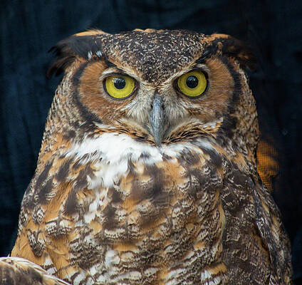 Wall Art - Photograph - One Wise Guy by Betsy Knapp