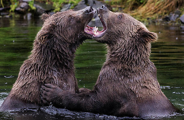 Open Wide by Elaine Haberland Open Wide by Elaine Haberland