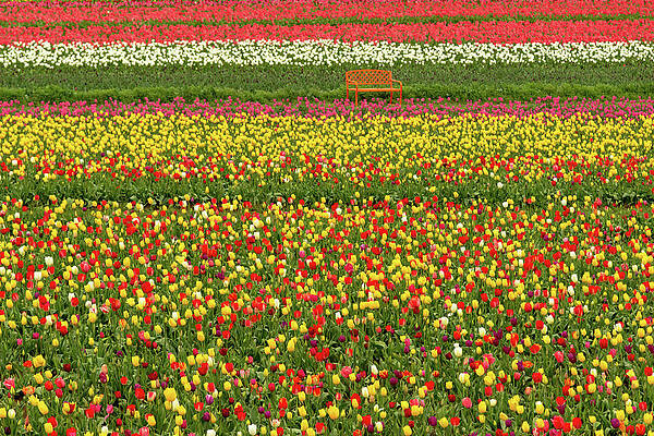Orange Bench on A Tulip Field by Aashish Vaidya Orange Bench on A Tulip Field by Aashish Vaidya