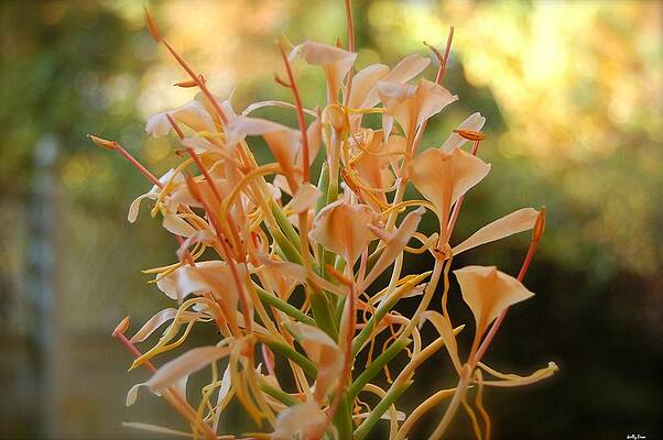Orange Butterfly Ginger by Molly Dean