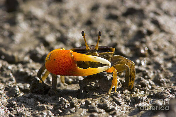 Wall Art - Photograph - Orange-clawed Fiddler Crab by B.G. Thomson