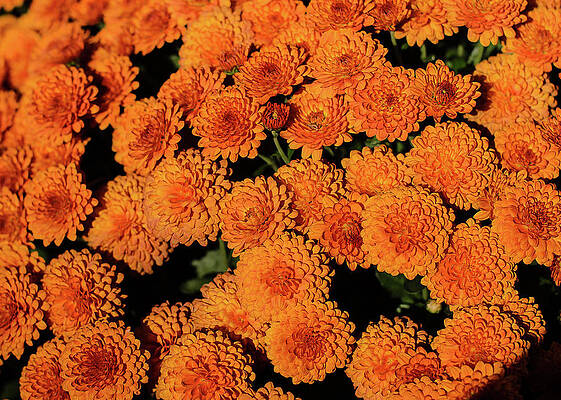 Orange Flowers by Tom Potter Orange Flowers by Tom Potter