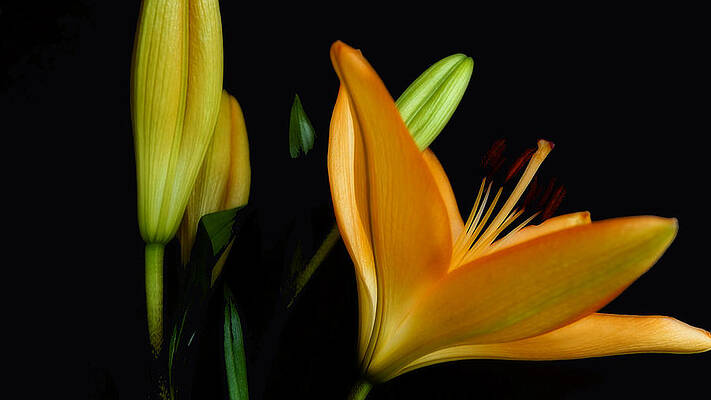 Orange Lily Three by Beth Akerman Orange Lily Three by Beth Akerman