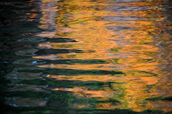 Wall Art - Photograph - Orange Sherbert by Donna Blackhall