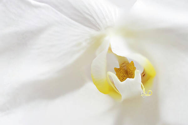 Orchid flower close up by Paul Cowan Orchid flower close up by Paul Cowan