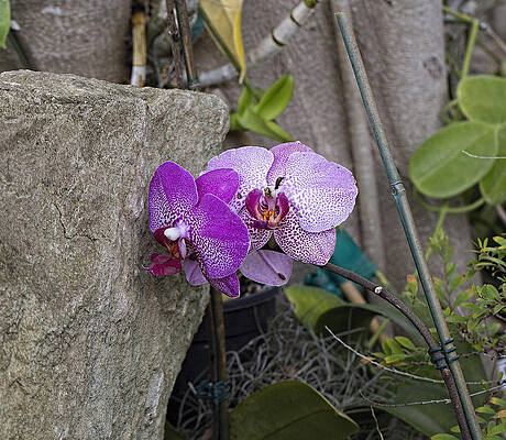 Orchid by John Thaller