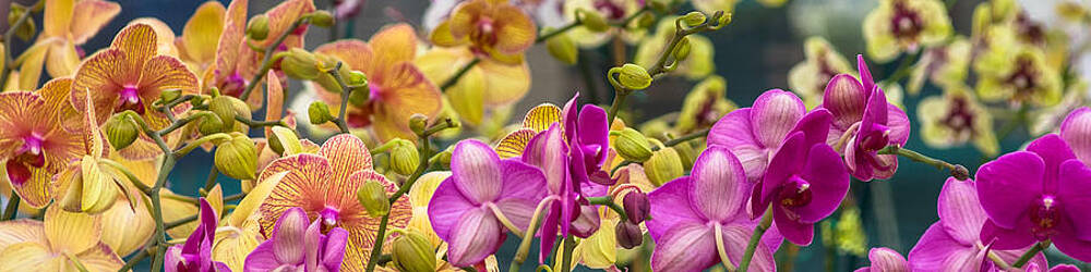 Orchids by ED GLEICHMAN Orchids by ED GLEICHMAN