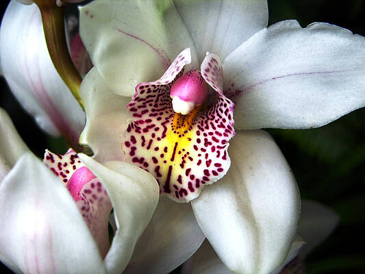 Wall Art - Photograph - Orchids Number 18 by John Lautermilch