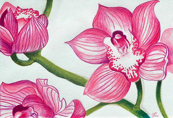 Orchid Drawings Fine Art America